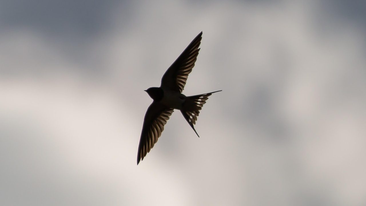 A large flock of birds silhouetted against a pale sky during seasonal migration.
