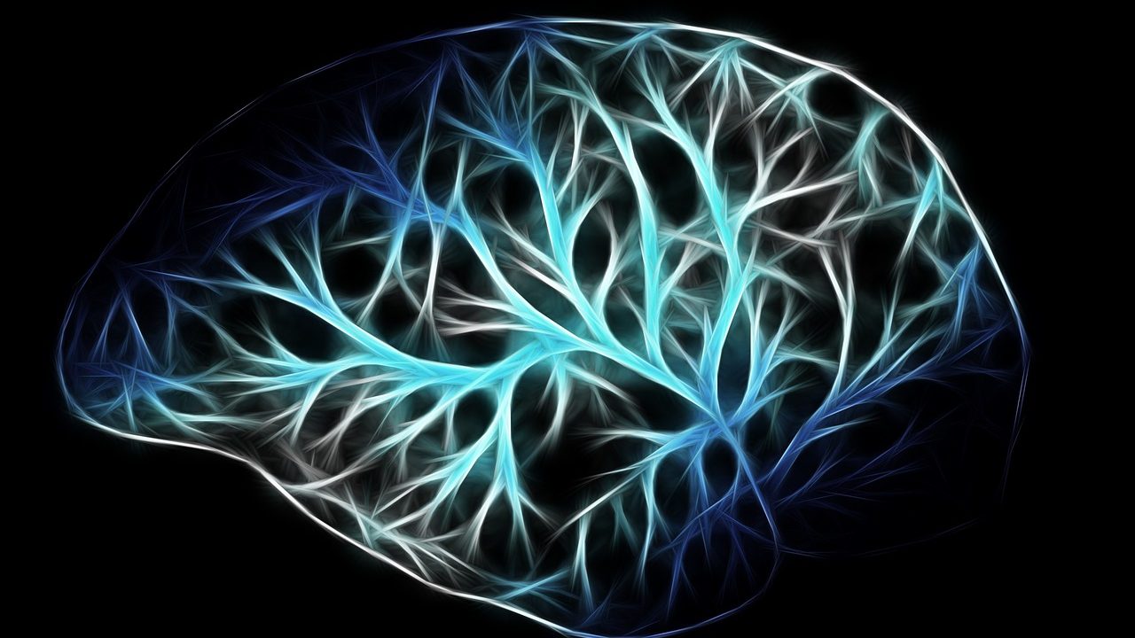 A detailed anatomical model of the human brain showing left and right hemispheres on a white surface.