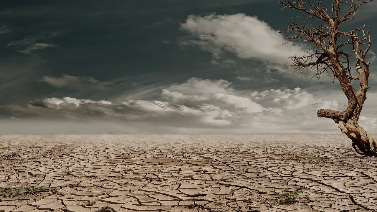 Dry, cracked earth stretches across a parched agricultural field under a hazy sky.