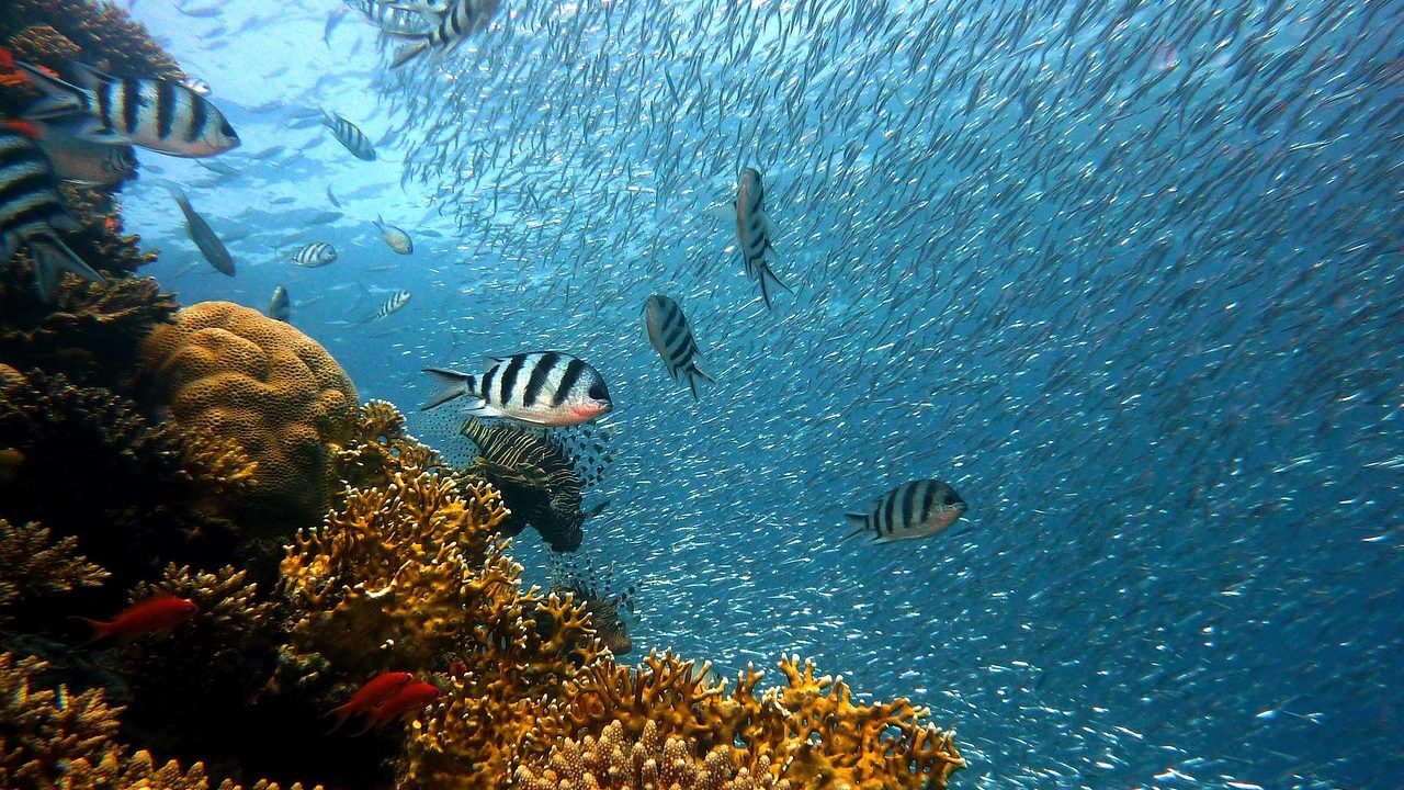 Colorful coral formations and tropical fish photographed beneath the ocean surface.