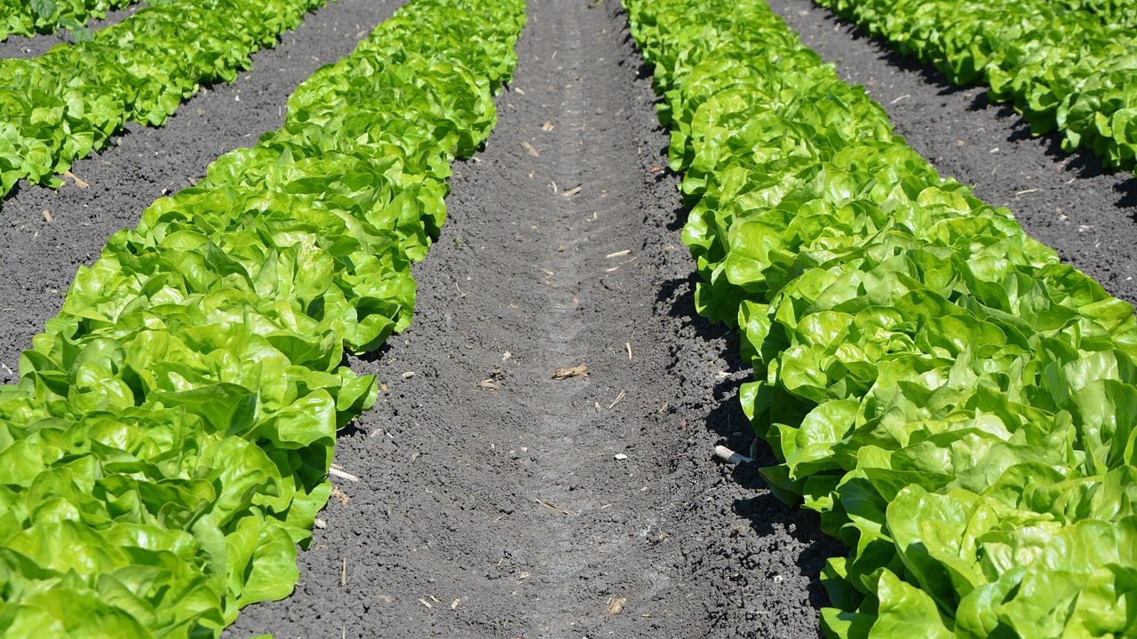Rows of green lettuce grow in a sunlit agricultural field ready for harvest.