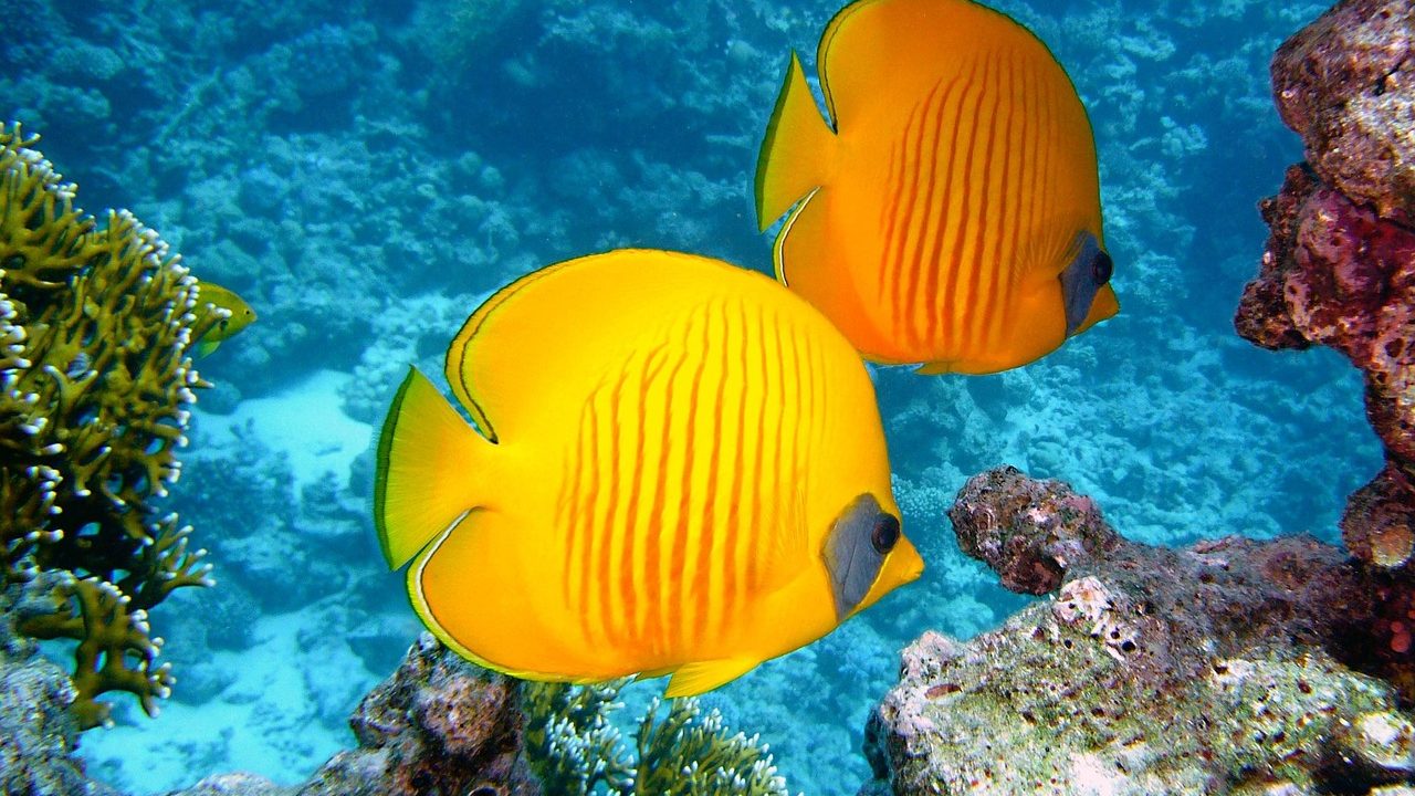 Colorful coral formations photographed beneath the surface of tropical ocean water.