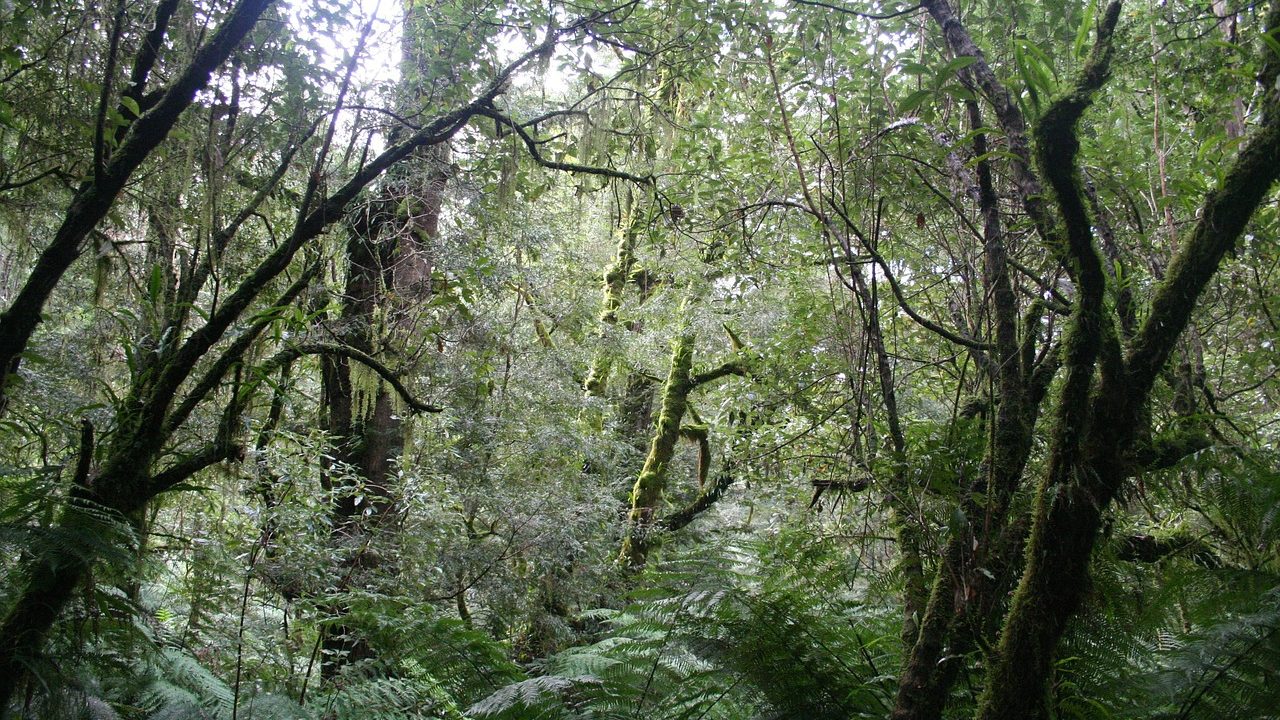 Dense green jungle canopy with dappled light filtering through tall trees.