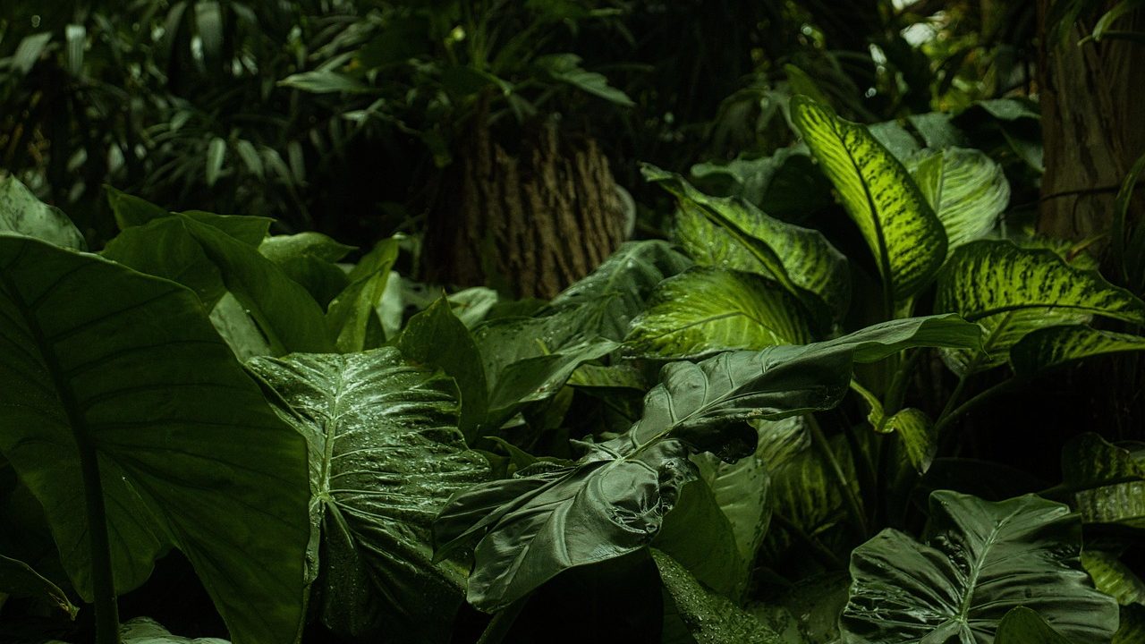 Dense green forest canopy photographed from below in a tropical jungle.