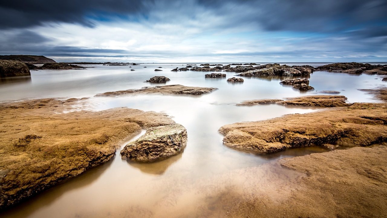 Sea lions resting on rocks along a sunny coastal shoreline.